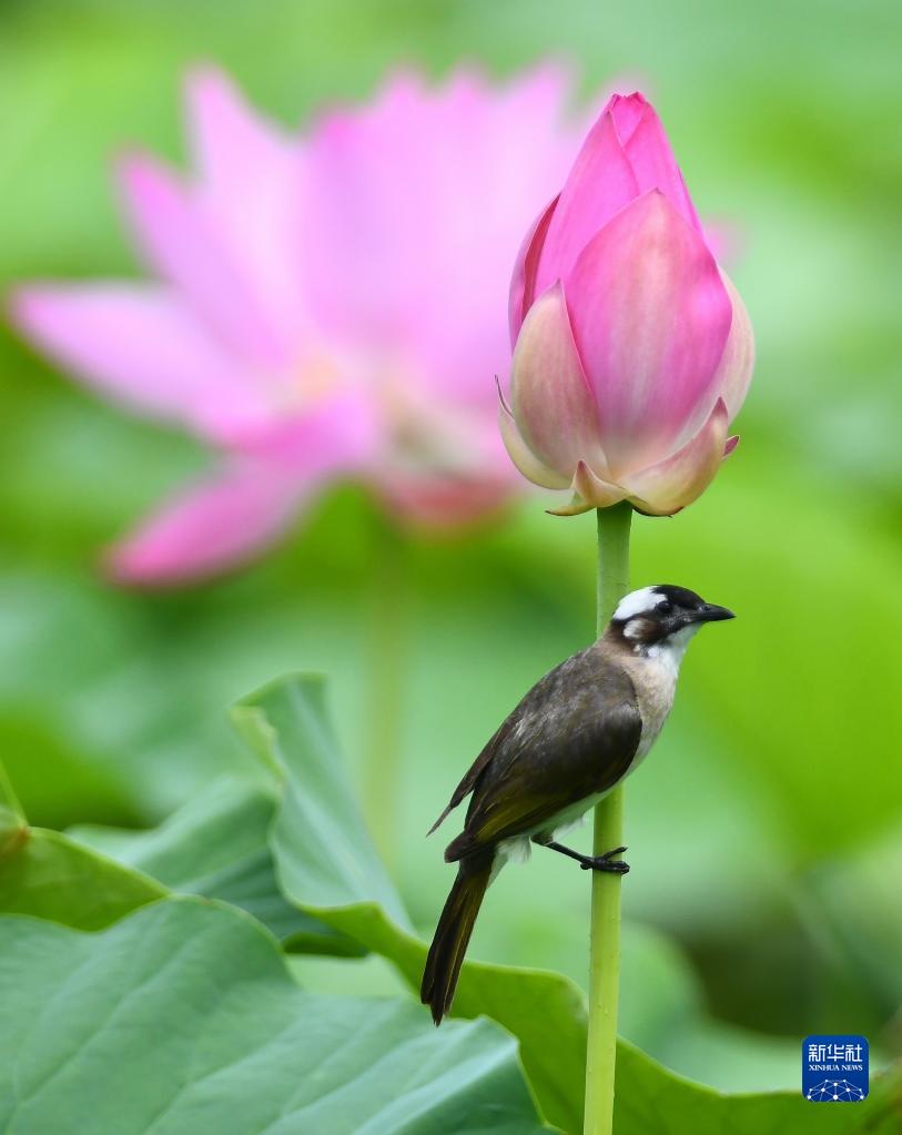 盛夏到来　美しく咲くハスの花