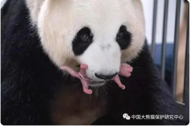 韓国に貸与中のジャイアントパンダ「華妮」が双子を出産