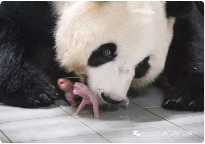韓国に貸与中のジャイアントパンダ「華妮」が双子を出産