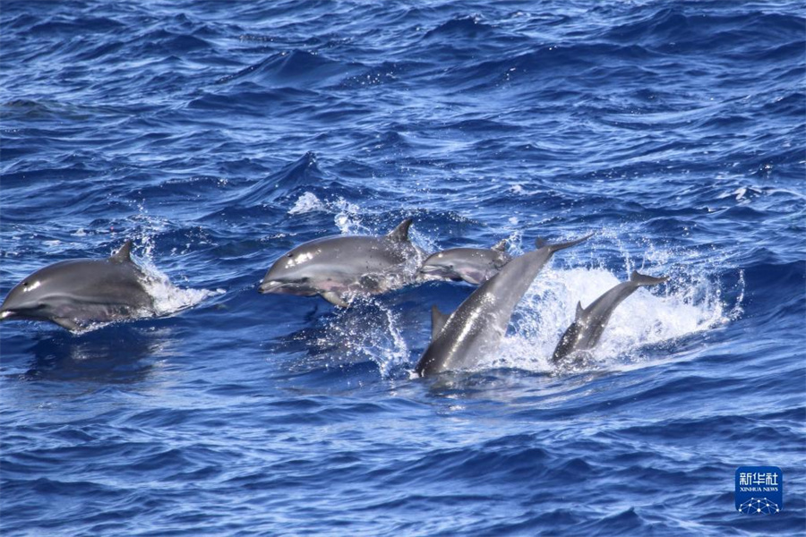 中国が南中国海科学調査実施、マッコウクジラなどクジラ類15種を確認