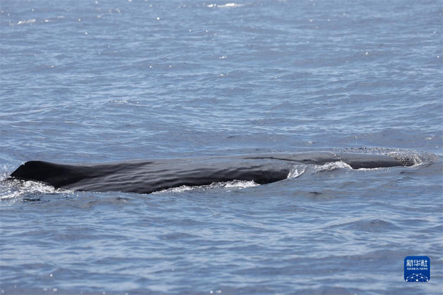 中国が南中国海科学調査実施、マッコウクジラなどクジラ類15種を確認