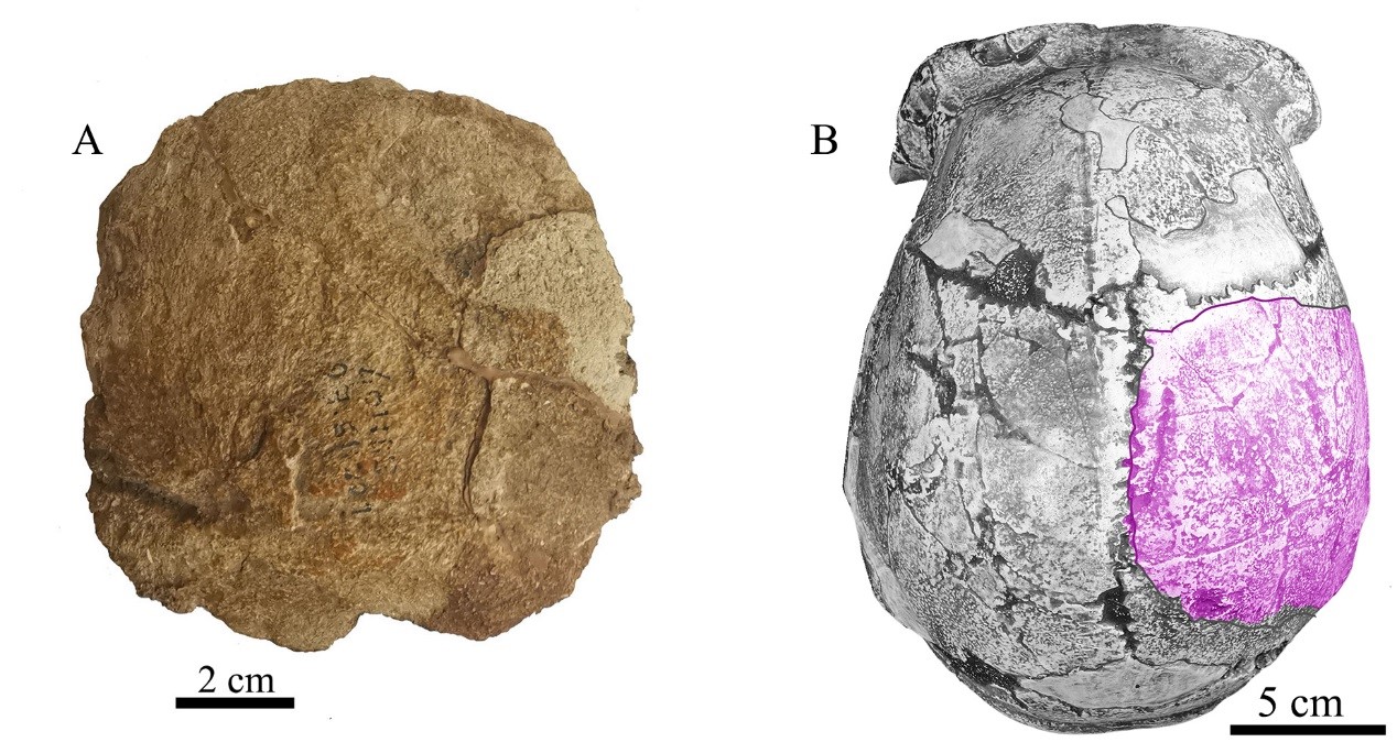 周口店第15号地点で発見されたヒトの頭頂骨の化石。左：頭頂骨の化石の外側。右：上から見た周口店ホモ・エレクトス頭蓋骨模型。紫色の部分は頭頂骨の化石の位置。画像提供は中国科学院