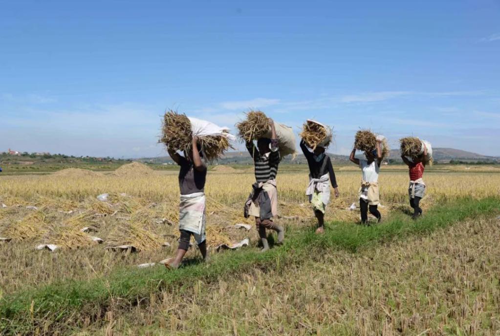 2023年5月12日、マダガスカルの首都アンタナナリボ近郊のマヒチにある中国国家ハイブリッド稲工程技術研究センターアフリカサブセンターで、現地の農民がハイブリッド米高生産モデル田んぼで稲刈りをする様子。（撮影・シタカ・ラジョナリソン）