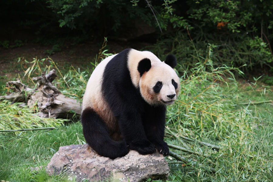 フランス生まれのパンダ「圓夢」が中国へ