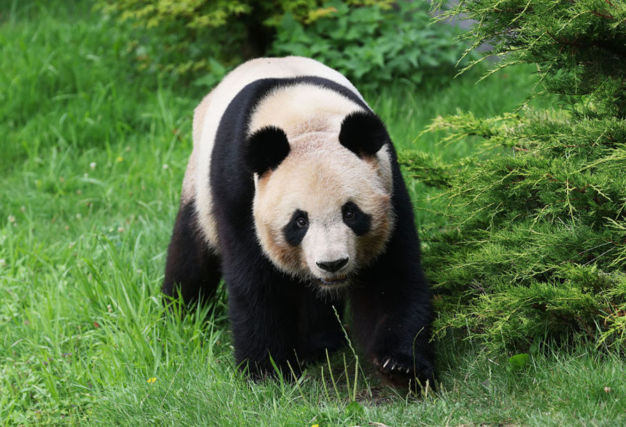 フランス生まれのパンダ「圓夢」が中国へ