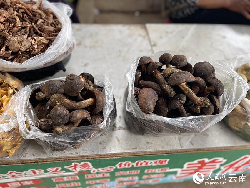 旬到来！「野生キノコの王国」のキノコ市場に活気　雲南省