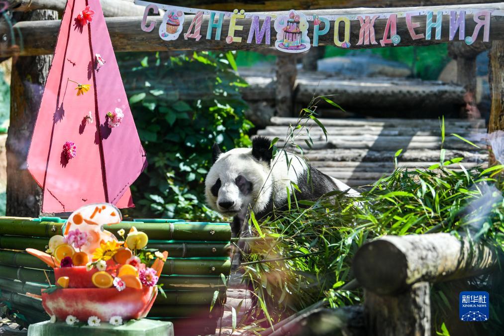 ロシア・モスクワにあるモスクワ動物園で、「バースデーケーキ」の横で遊ぶジャイアントパンダ「丁丁」（7月30日撮影・曹陽）