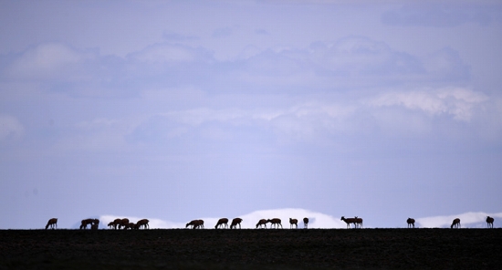 7月27日、可可西里で撮影したチルーの群れ。撮影・張宏祥