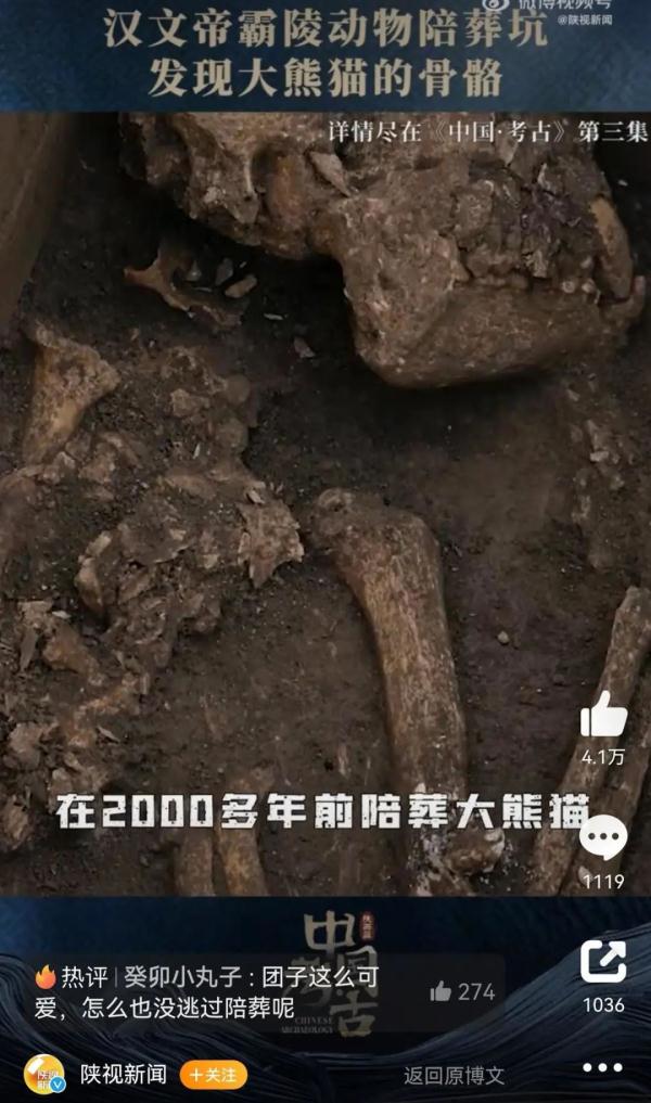 パンダは漢文帝のペットだった？ 覇陵の殉葬坑からパンダの骨が出土　陝西省