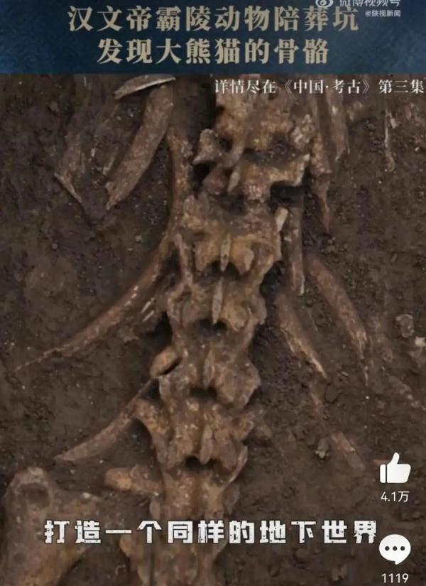 パンダは漢文帝のペットだった？ 覇陵の殉葬坑からパンダの骨が出土　陝西省