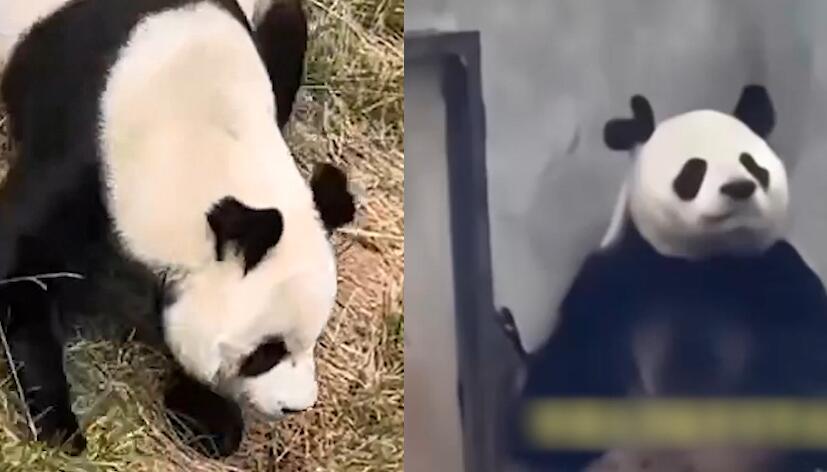 咬まれてV字形になったパンダ「阿宝」の耳がハート形に変化！陝西省
