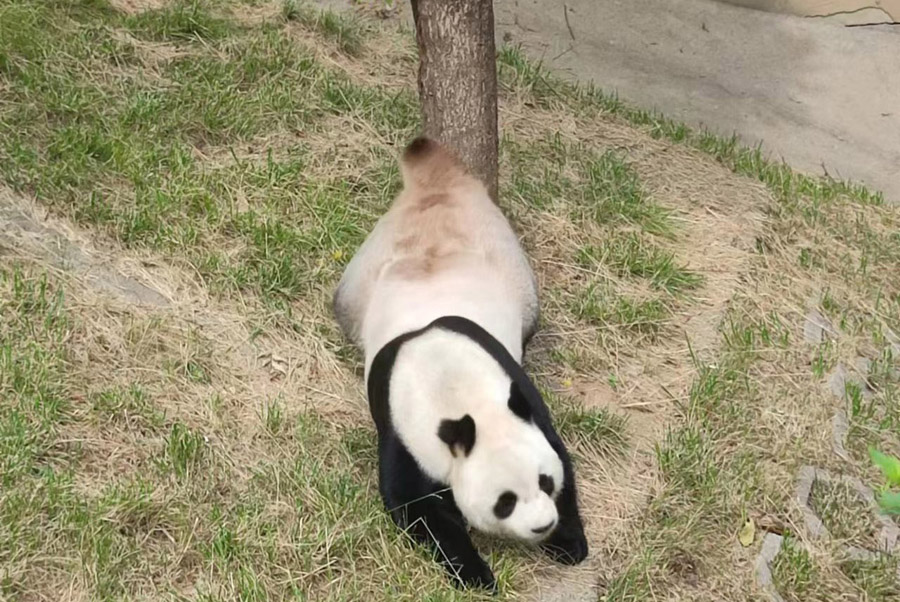 咬まれてV字形になったパンダ「阿宝」の耳がハート形に変化！陝西省