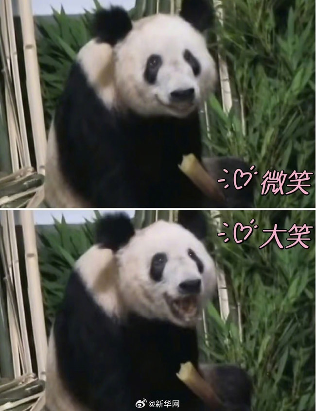 パンダ「丫丫」が23歳に　誕生日限定スタンプ発行　北京動物園
