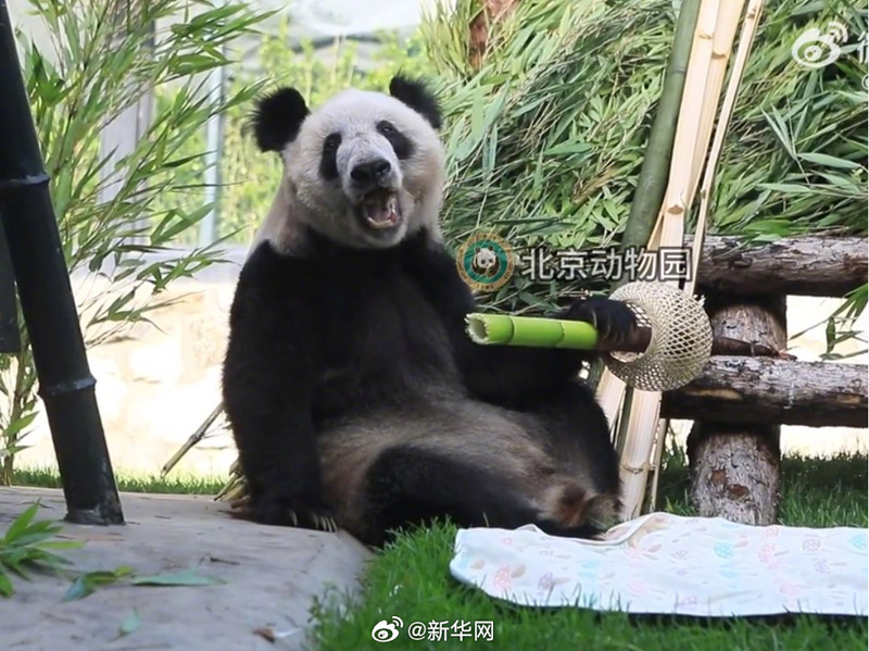 パンダ「丫丫」が23歳に　誕生日限定スタンプ発行　北京動物園