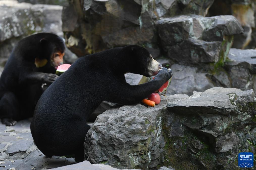 「中に人が入ってる？」人間そっくりマレーグマが人気　浙江省・杭州動物園