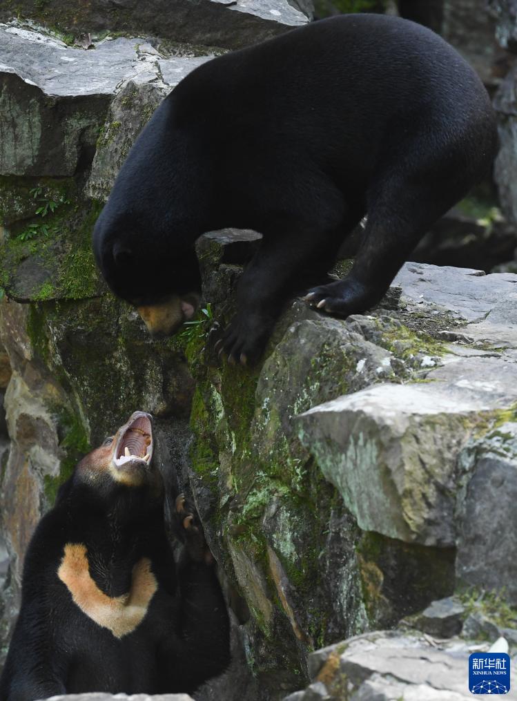 「中に人が入ってる？」人間そっくりマレーグマが人気　浙江省・杭州動物園