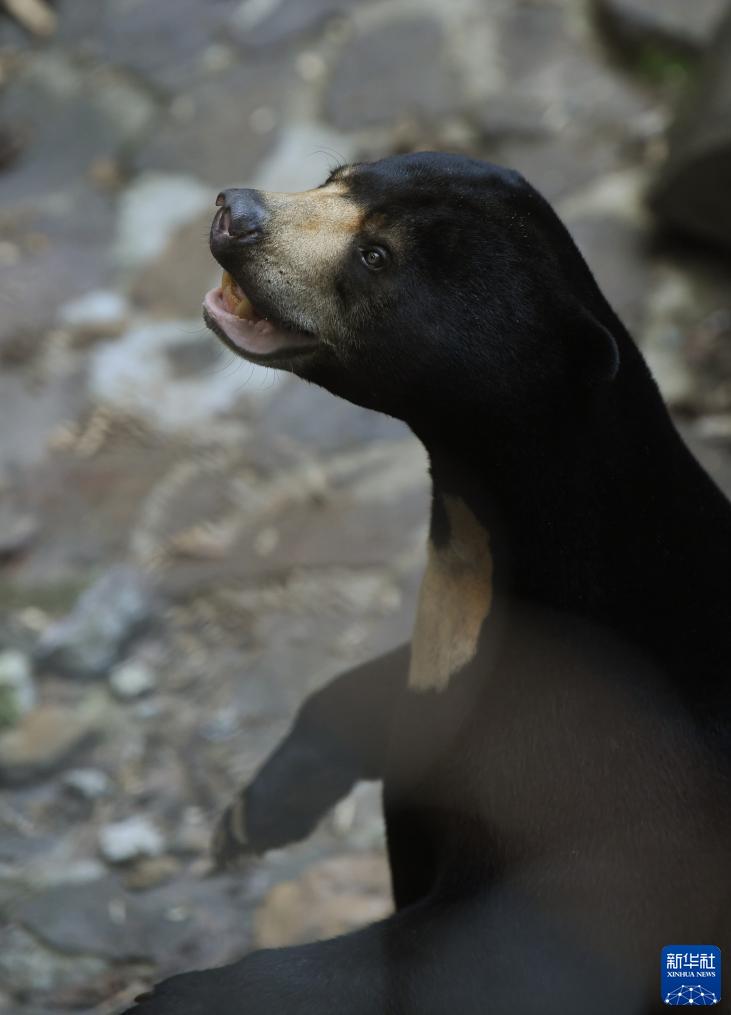 「中に人が入ってる？」人間そっくりマレーグマが人気　浙江省・杭州動物園