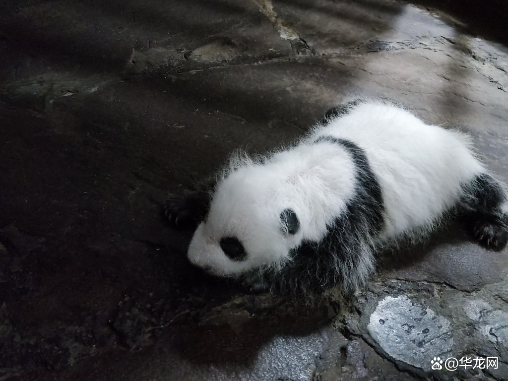 重慶動物園で生まれたパンダの赤ちゃんが生後30日迎える