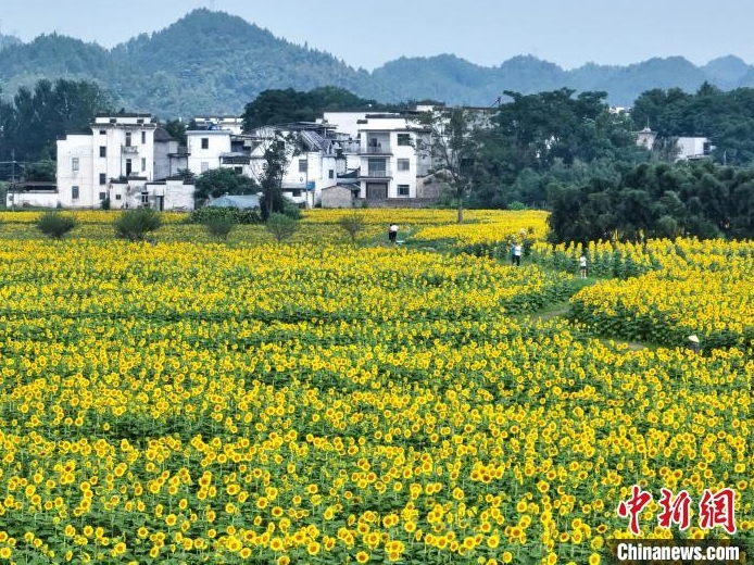 ヒマワリが咲き誇る美しい農村風景　安徽省黄山