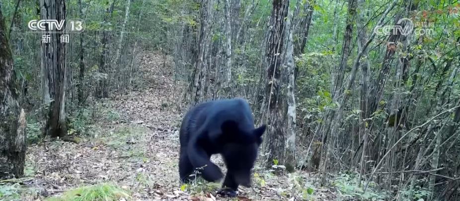 湖北省堵河源のツキノワグマの数が徐々に増加