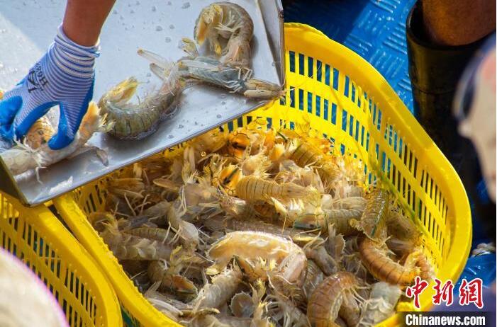 広西・北海の港湾ふ頭に現れた「魚市場」　漁解禁後初の漁獲がずらり