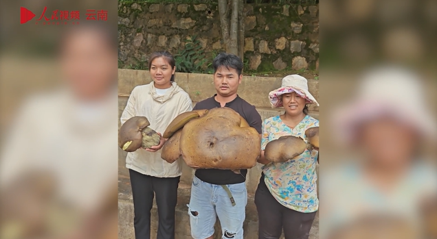 雲南省、12.5kgのポルチーニを発見