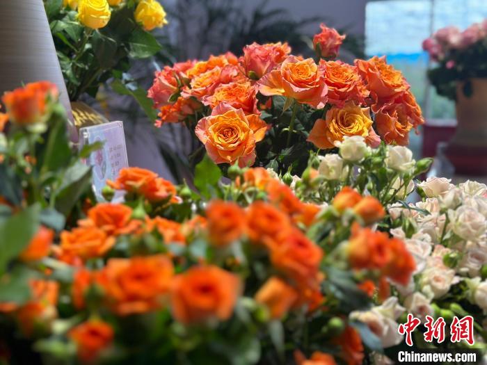 「七夕経済」を支える西北の「バラ工場」　1日数十万本の切り花を生産　甘粛省