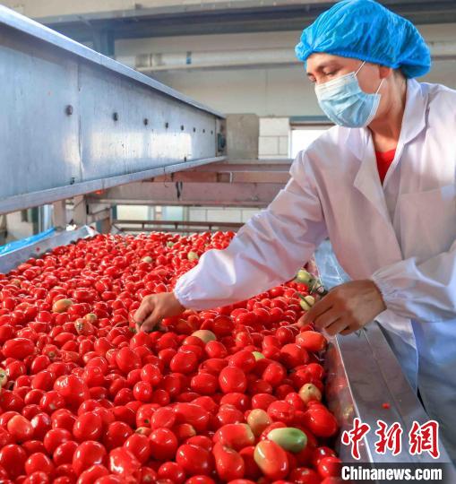 豊作迎えた加工用トマト　新疆博湖県