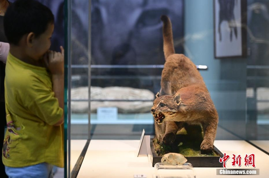 「猫の起源-ネコ科動物の進化」展が国家自然博物館で開幕　北京