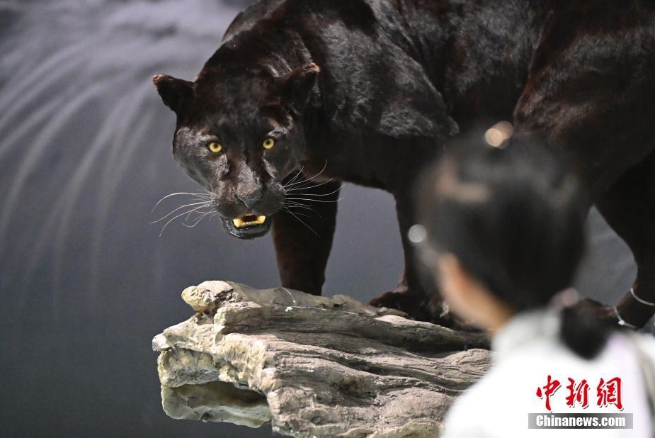 「猫の起源-ネコ科動物の進化」展が国家自然博物館で開幕　北京