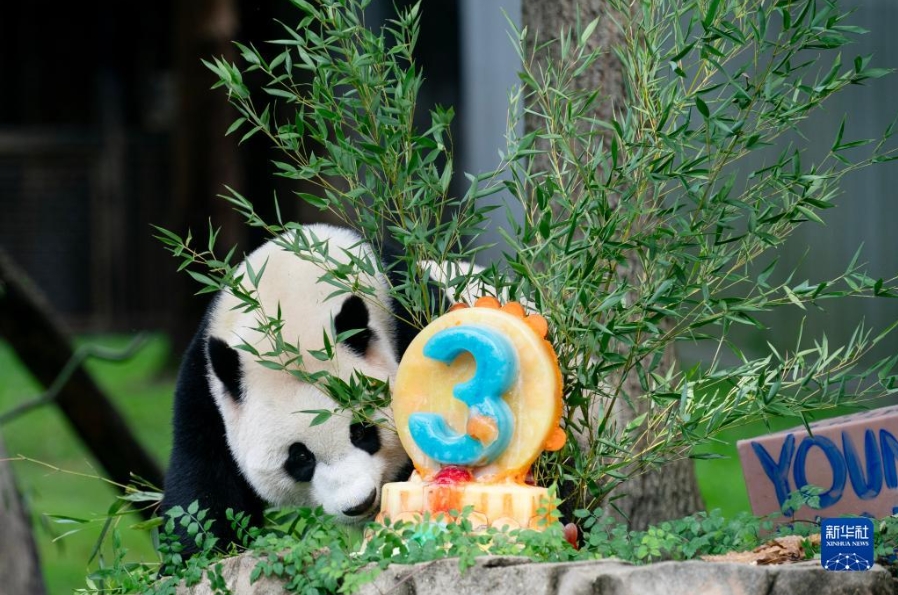 米スミソニアン国立動物園のパンダ「小奇跡」が3歳の誕生日