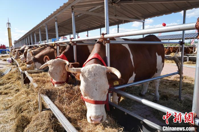 8月23日、中国各地の牛が展示された第1回中国(2023·内蒙古)牛交易大会。