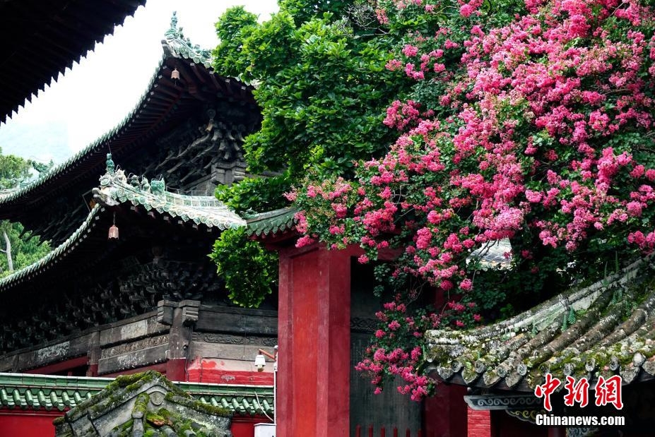 600年の歴史誇る四川省の寺でサルスベリが満開に