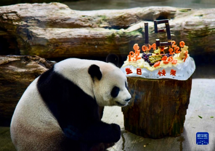 特製の誕生日ケーキを食べる「圓圓」（8月30日撮影・王承昊）。