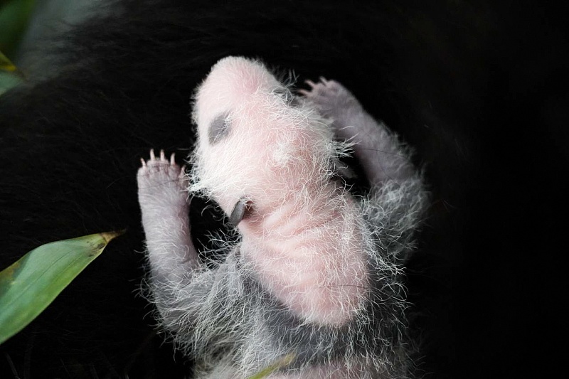 生後1週間で目の周りが黒くなり始めたロシアで初めて誕生したパンダ