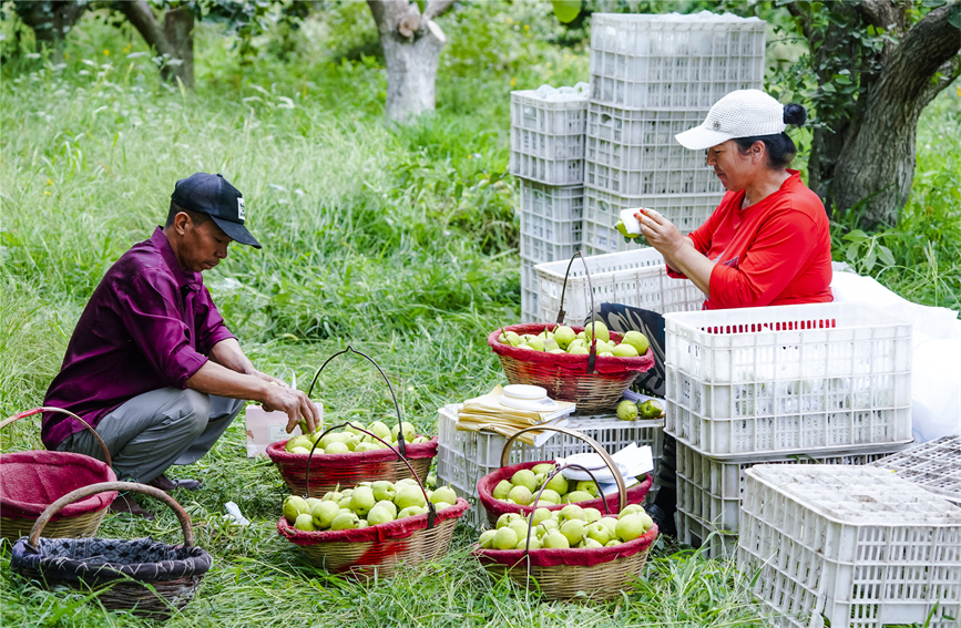 庫爾勒市哈拉玉宮郷哈拉玉宮村の梨園で、庫爾勒香梨を収穫・選別する果樹農家（撮影・黄万里）。