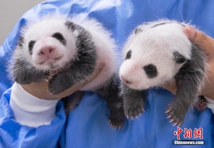 8月7日に生後30日を迎えた韓国・エバーランドのパンダの双子の赤ちゃん(左が姉、右が妹、写真提供・エバーランド)。