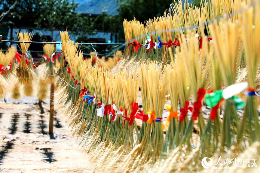 天日干しにされた麦穂で作るのは所得増を後押しする「蔵年花」　西蔵