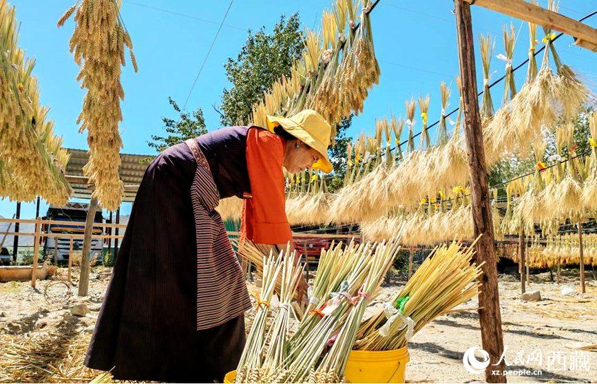 天日干しにされた麦穂で作るのは所得増を後押しする「蔵年花」　西蔵