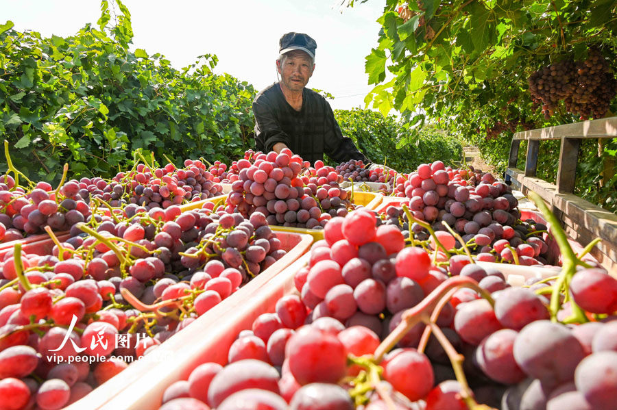 ブドウの収穫期を迎えた新疆