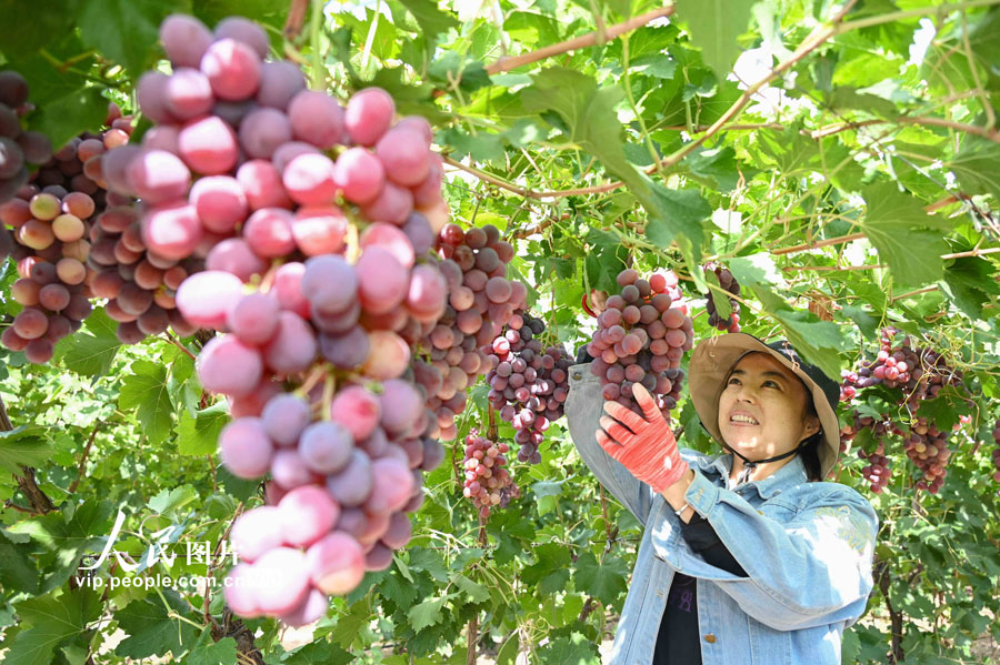 ブドウの収穫期を迎えた新疆