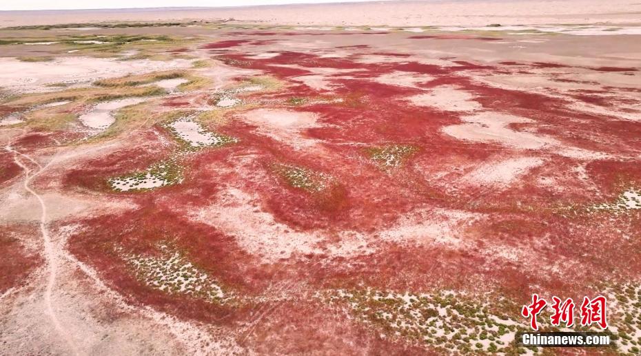 砂漠を彩る赤い色の草　内蒙古