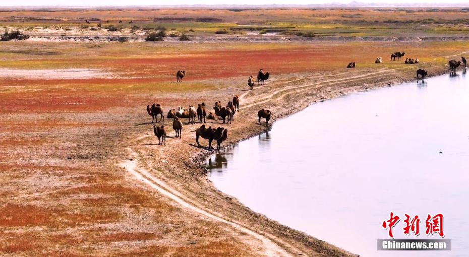 砂漠を彩る赤い色の草　内蒙古