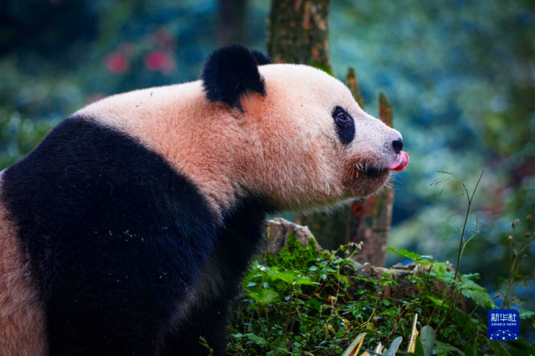 10月8日、中国ジャイアントパンダ保護センター雅安碧峰峡基地で撮影された「香香」 （撮影・陳居偉）。