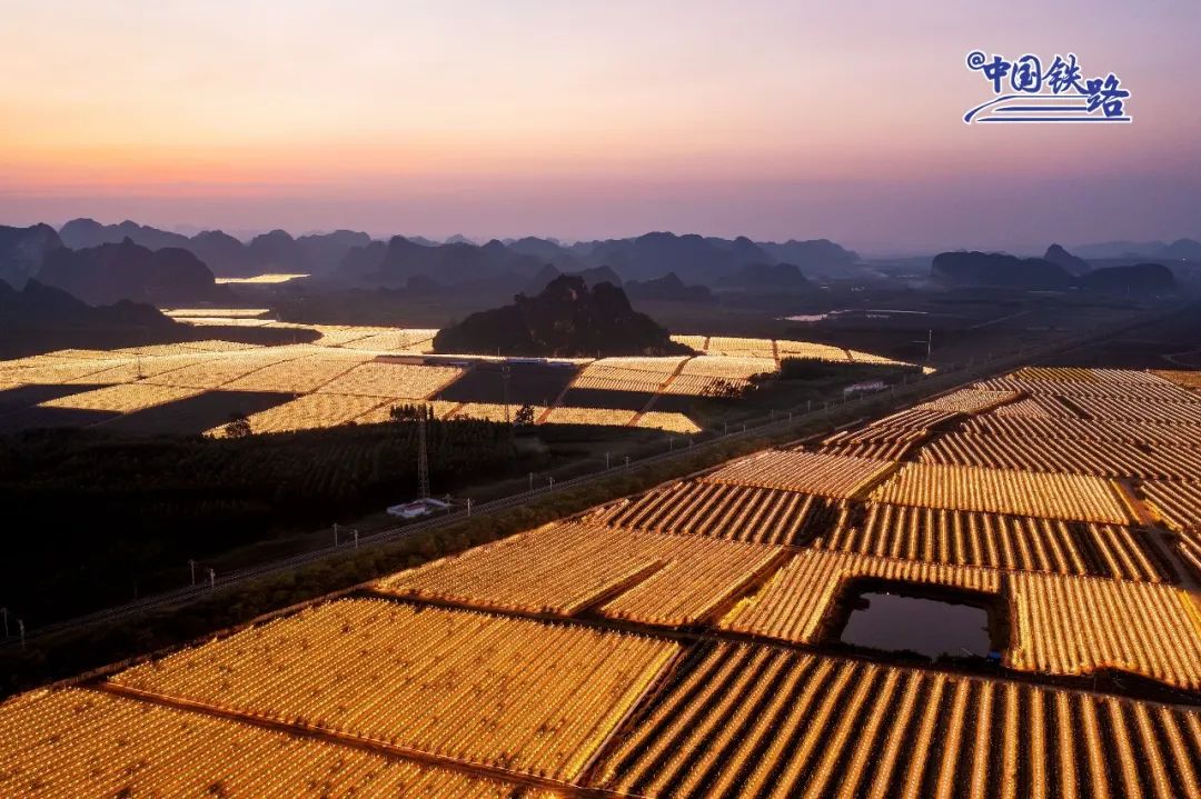 【音声ニュース】まるで星の大海！ライトが灯された中国最大規模のドラゴンフルーツ畑
