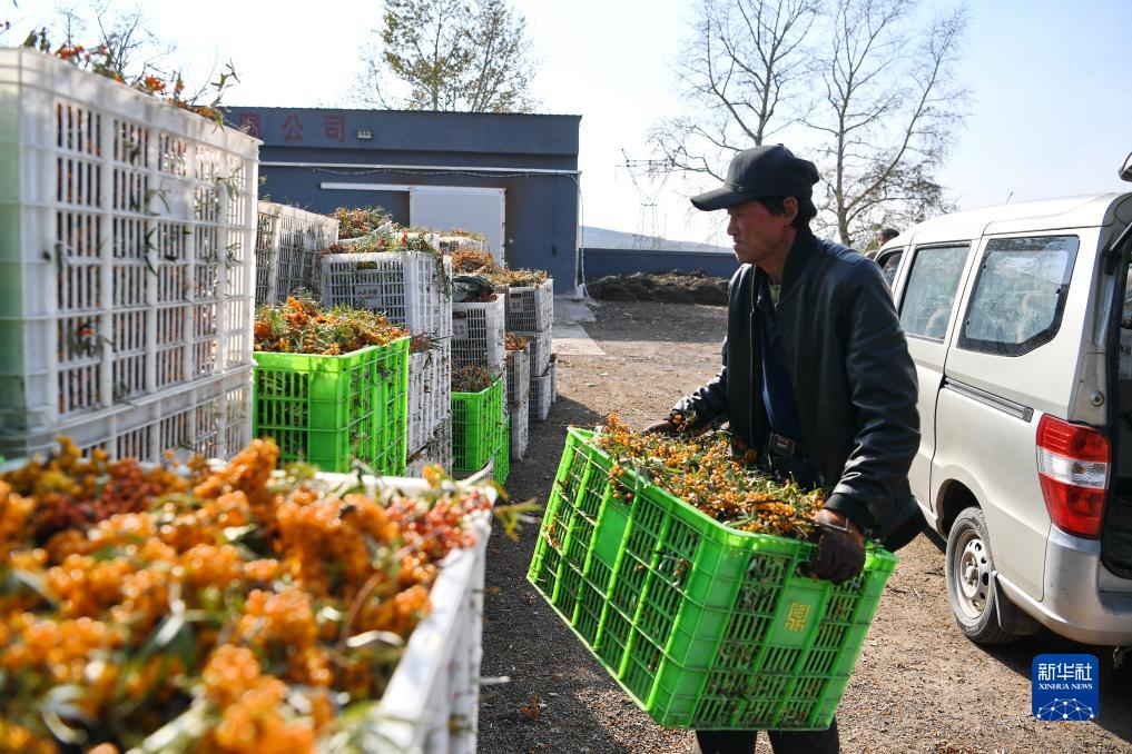 「大きな」産業を生み出す「小さな」サジー　河北省沽源