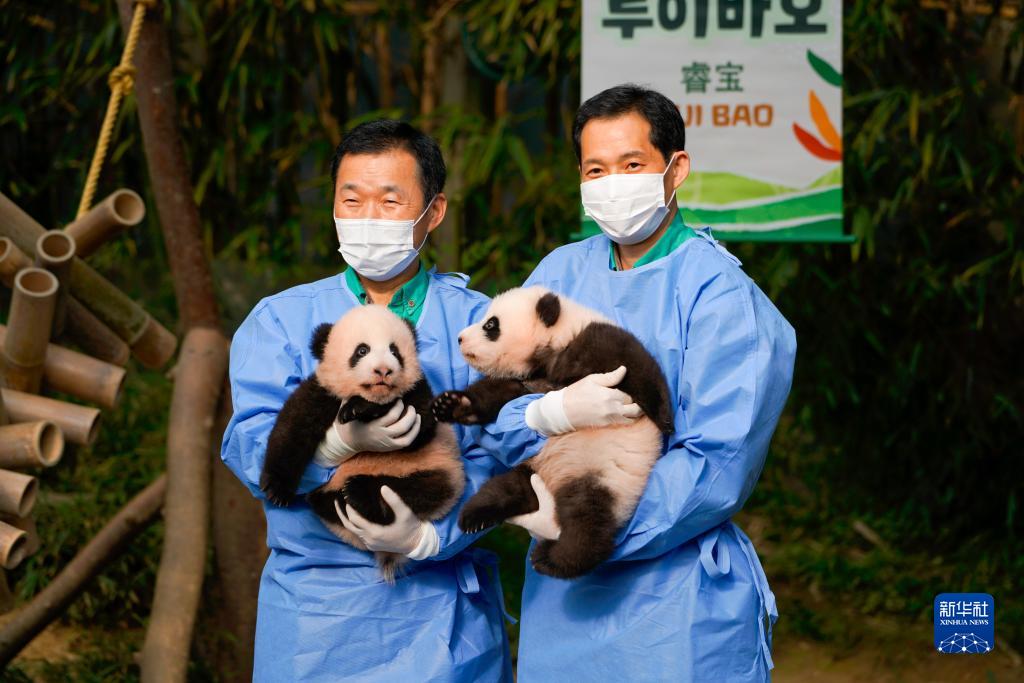 10月12日、韓国の京畿道龍仁市で、双子の赤ちゃんパンダ「睿宝（ルイバオ）」（写真左）と「輝宝（フイバオ）」を抱く飼育員。