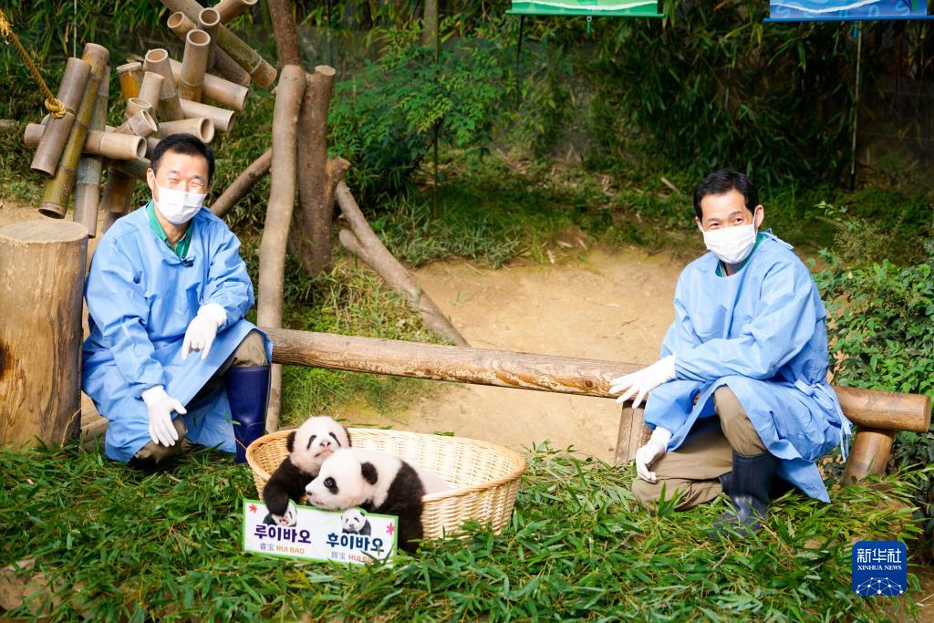 韓国生まれの双子パンダ「睿宝」と「輝宝」の一般公開スタート