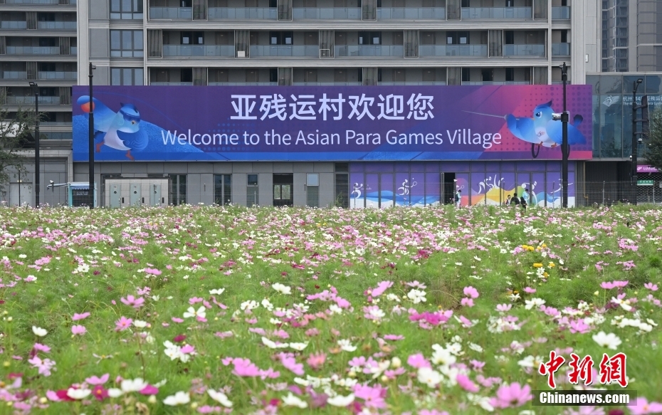 浙江省杭州市のアジアパラ競技大会選手村と満開を迎えたコスモス（10月14日撮影·王剛）。
