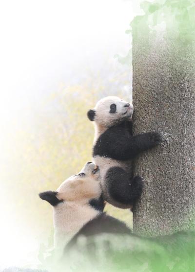 子パンダに木登りを教える母パンダ。撮影・薛玉斌
